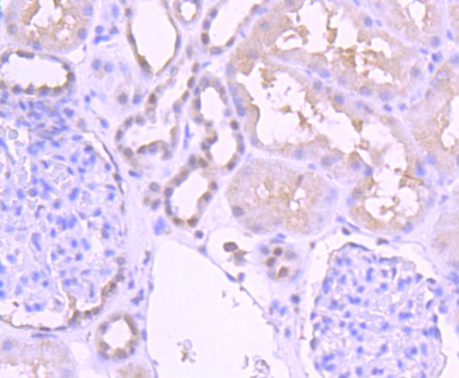 PAX2 Antibody in Immunohistochemistry (Paraffin) (IHC (P))