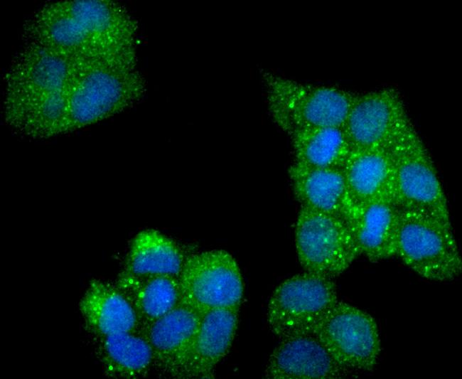 Phospho-AMPK alpha-2 (Ser345) Antibody in Immunocytochemistry (ICC/IF)