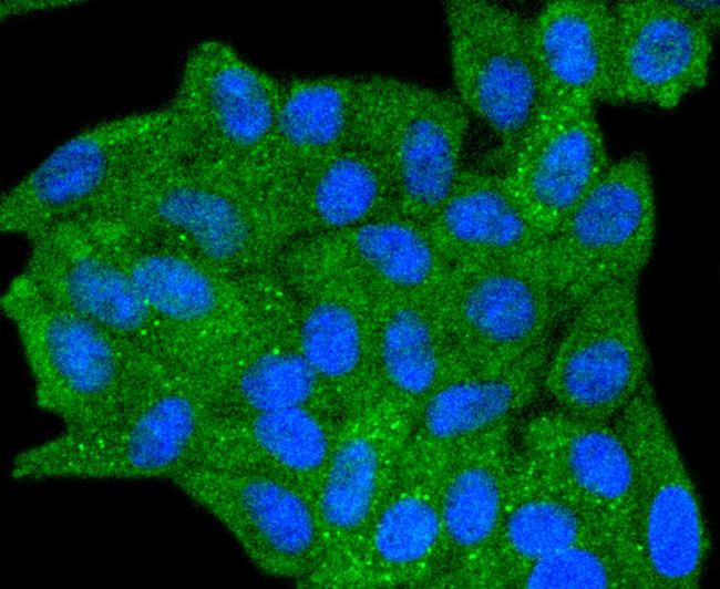 Phospho-SHIP1 (Tyr1020) Antibody in Immunocytochemistry (ICC/IF)