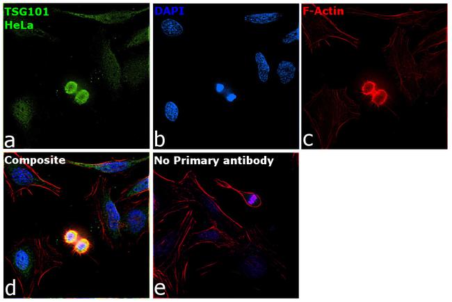 TSG101 Antibody in Immunocytochemistry (ICC/IF)