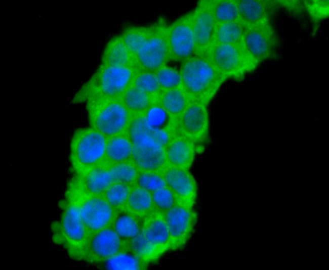 Cdc45L Antibody in Immunocytochemistry (ICC/IF)