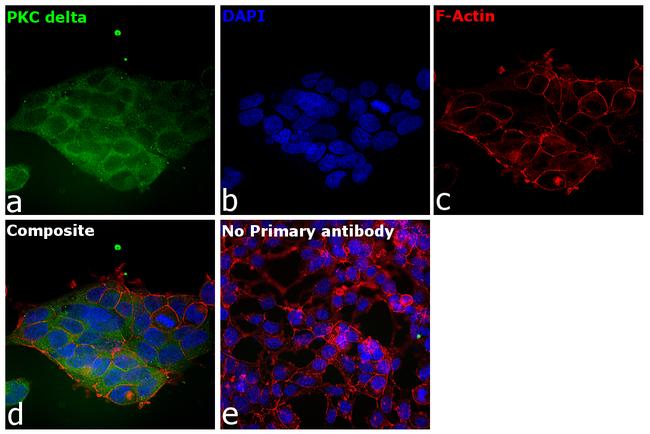 PKC delta Antibody in Immunocytochemistry (ICC/IF)