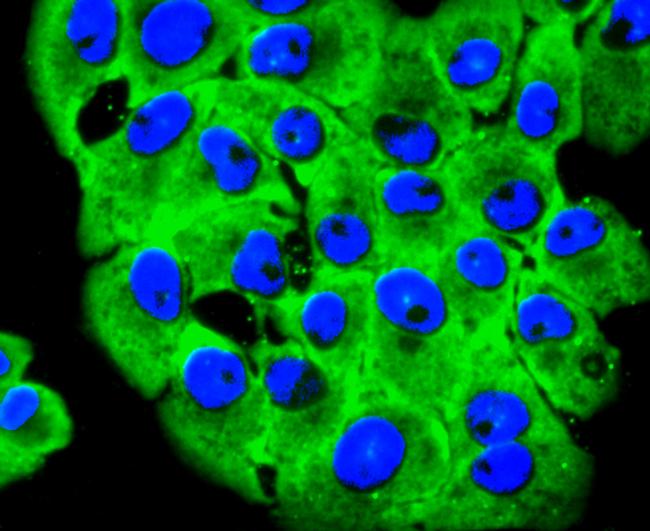 RPSA Antibody in Immunocytochemistry (ICC/IF)