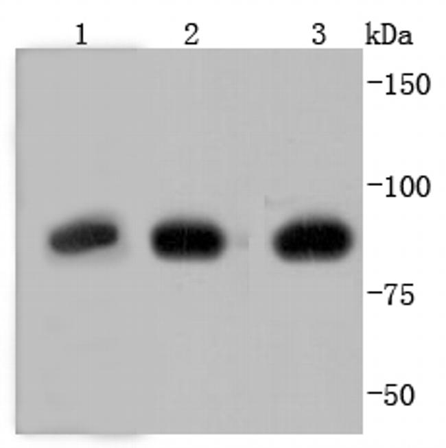 Glucocorticoid Receptor Antibody in Western Blot (WB)