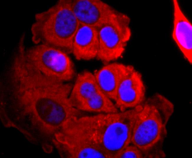 AGO2 Antibody in Immunocytochemistry (ICC/IF)