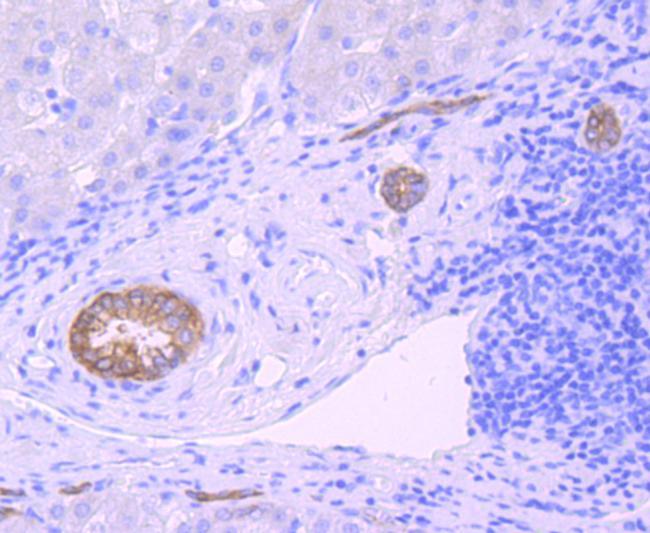 Midkine Antibody in Immunohistochemistry (Paraffin) (IHC (P))