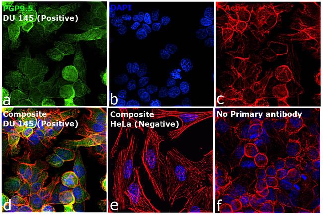 PGP9.5 Antibody in Immunocytochemistry (ICC/IF)