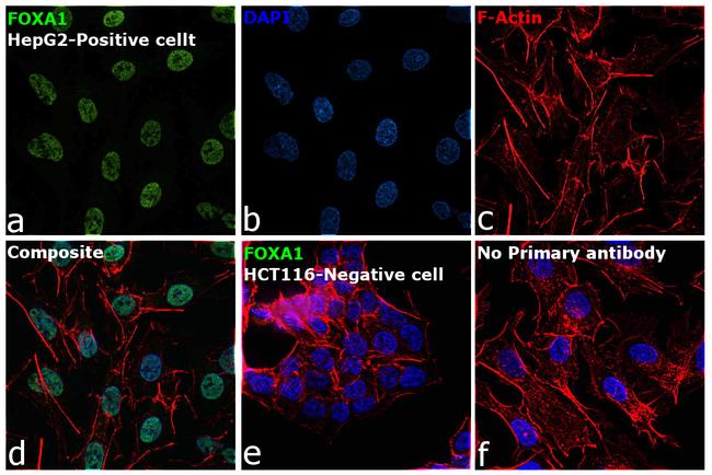 FOXA1 Antibody in Immunocytochemistry (ICC/IF)