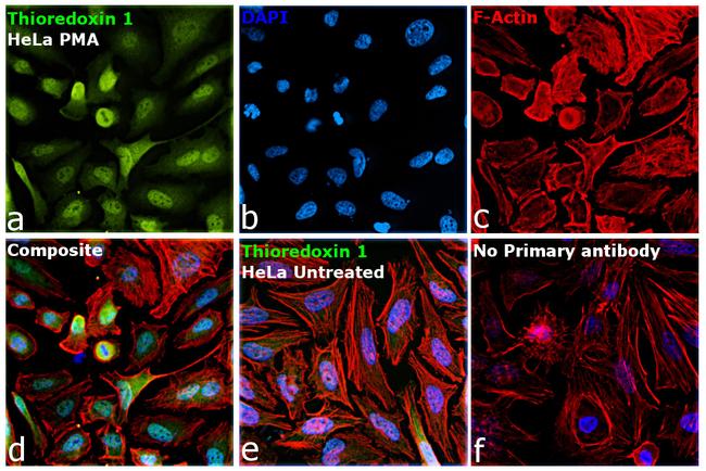 Thioredoxin 1 Antibody in Immunocytochemistry (ICC/IF)