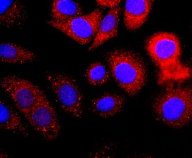 GC Antibody in Immunocytochemistry (ICC/IF)