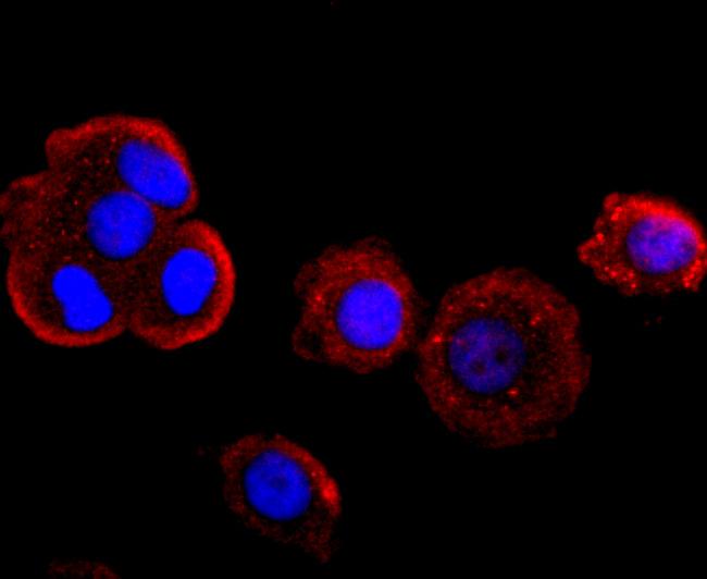 Myeloperoxidase Antibody in Immunocytochemistry (ICC/IF)