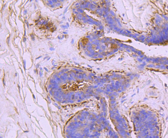 Ezrin Antibody in Immunohistochemistry (Paraffin) (IHC (P))