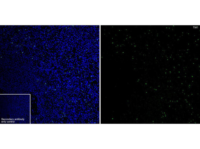 TIA-1 Antibody in Immunocytochemistry (ICC/IF)