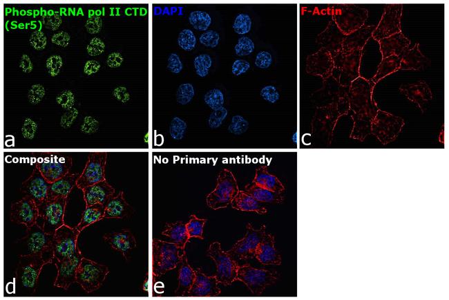 Phospho-RNA pol II CTD (Ser5) Antibody in Immunocytochemistry (ICC/IF)