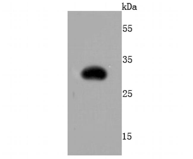 TagRFP Antibody in Western Blot (WB)