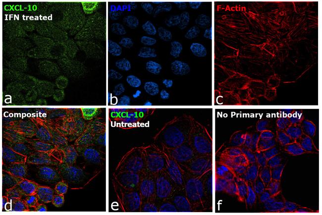 CXCL10 (IP-10) Antibody in Immunocytochemistry (ICC/IF)