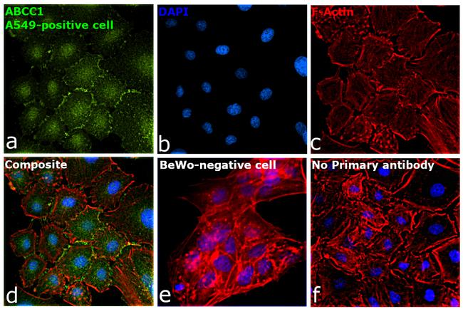 MRP1 Antibody in Immunocytochemistry (ICC/IF)