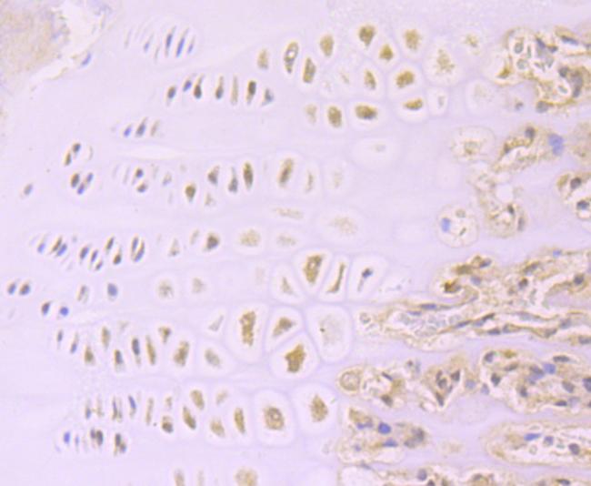 Aggrecan Antibody in Immunohistochemistry (Paraffin) (IHC (P))