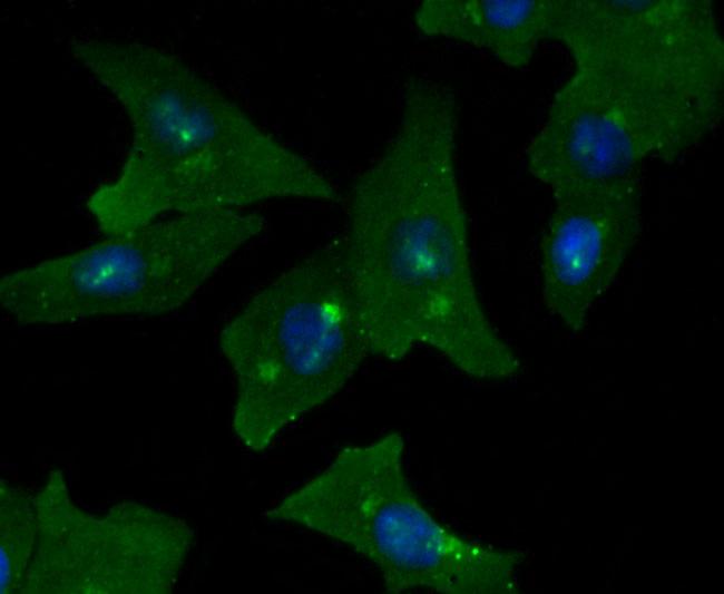 GOLPH2 Antibody in Immunocytochemistry (ICC/IF)