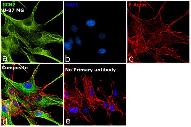 GCN2 Antibody in Immunocytochemistry (ICC/IF)