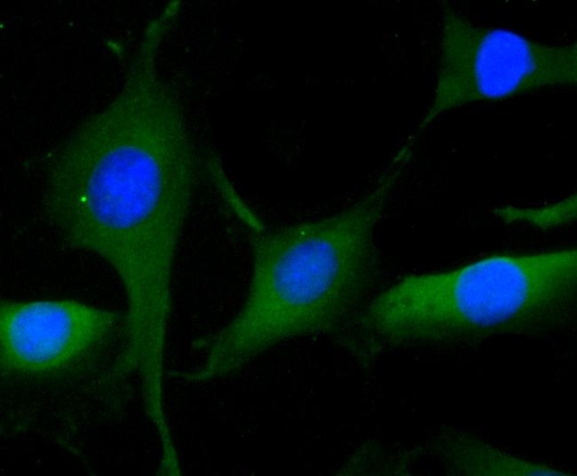 CLOCK Antibody in Immunocytochemistry (ICC/IF)