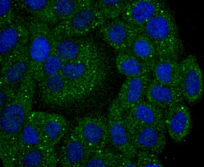 Calpain 2 Antibody in Immunocytochemistry (ICC/IF)