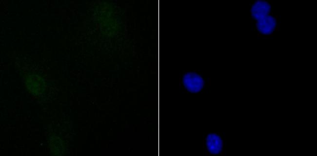 SIN3A Antibody in Immunocytochemistry (ICC/IF)