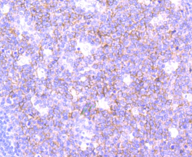 SNAP23 Antibody in Immunohistochemistry (Paraffin) (IHC (P))