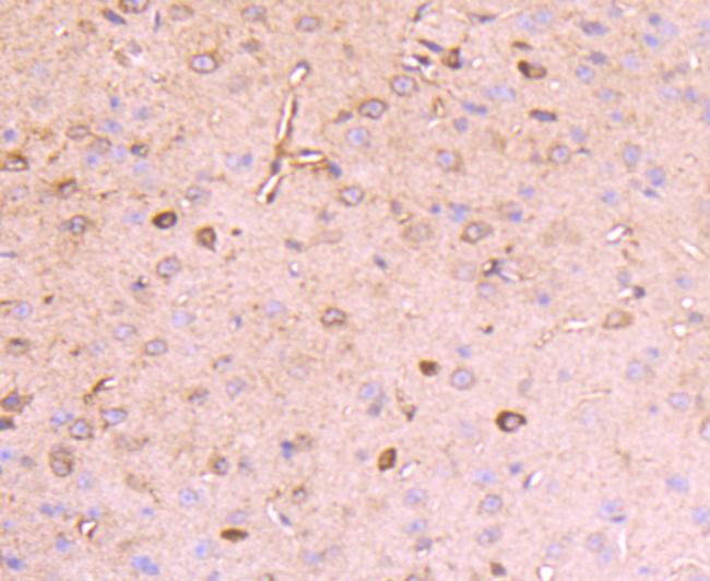 Reelin Antibody in Immunohistochemistry (Paraffin) (IHC (P))