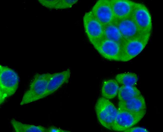 CYP2D6 Antibody in Immunocytochemistry (ICC/IF)