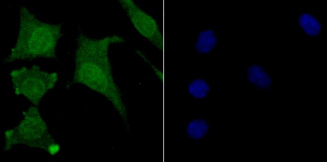 USP11 Antibody in Immunocytochemistry (ICC/IF)