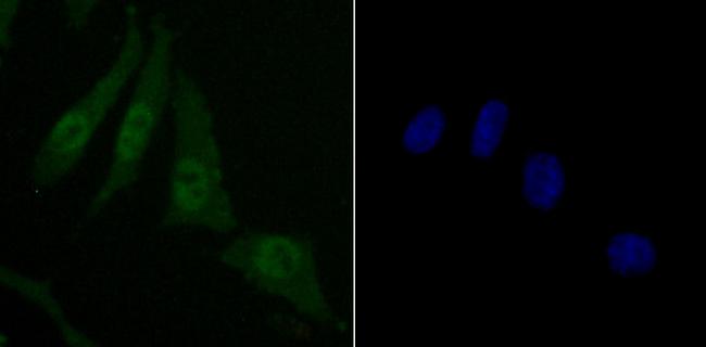 SKP1 Antibody in Immunocytochemistry (ICC/IF)