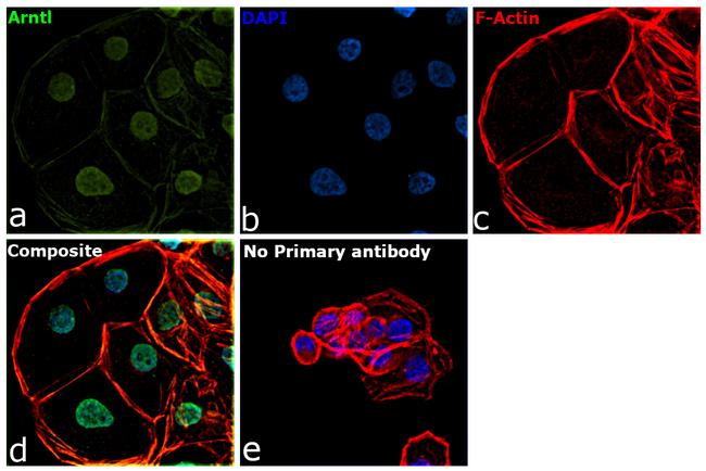 BMAL1 Antibody in Immunocytochemistry (ICC/IF)