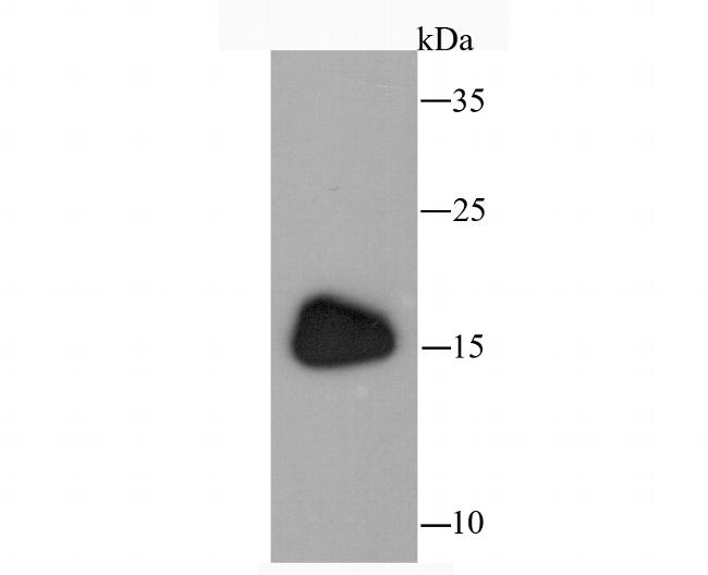 ANP Antibody in Western Blot (WB)