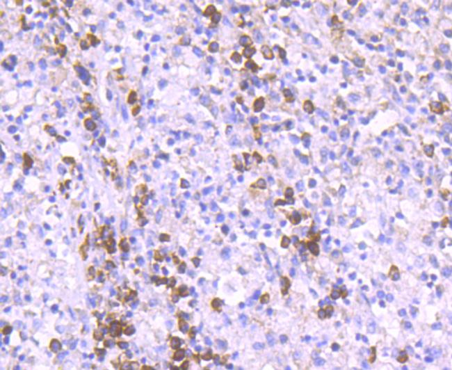 RAPGEF3 Antibody in Immunohistochemistry (Paraffin) (IHC (P))