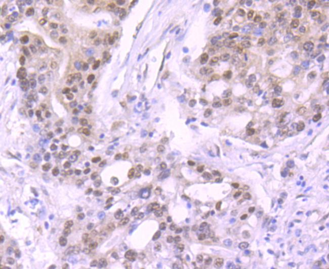 Cullin 1 Antibody in Immunohistochemistry (Paraffin) (IHC (P))