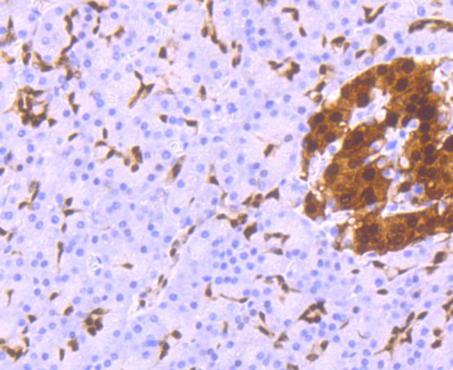 PDX1 Antibody in Immunohistochemistry (Paraffin) (IHC (P))