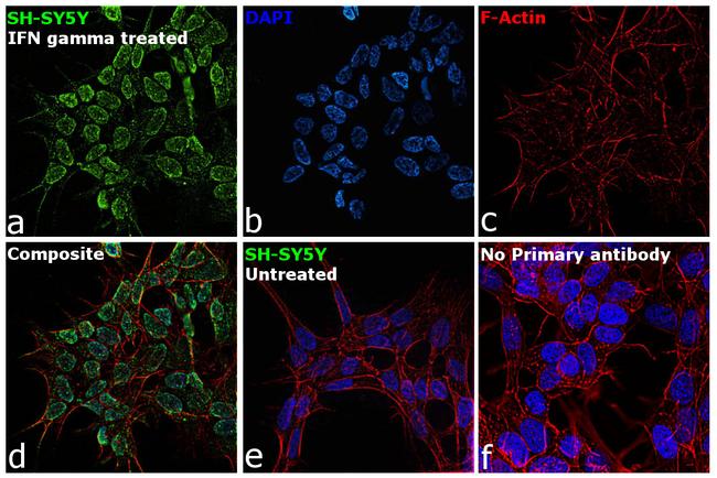 IFITM3 Antibody in Immunocytochemistry (ICC/IF)