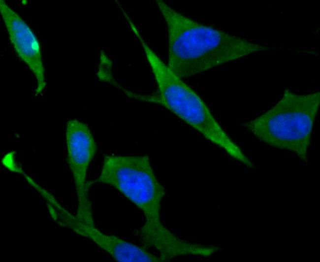 Staufen Antibody in Immunocytochemistry (ICC/IF)