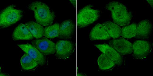 Nuclear Matrix Protein p84 Antibody in Immunocytochemistry (ICC/IF)