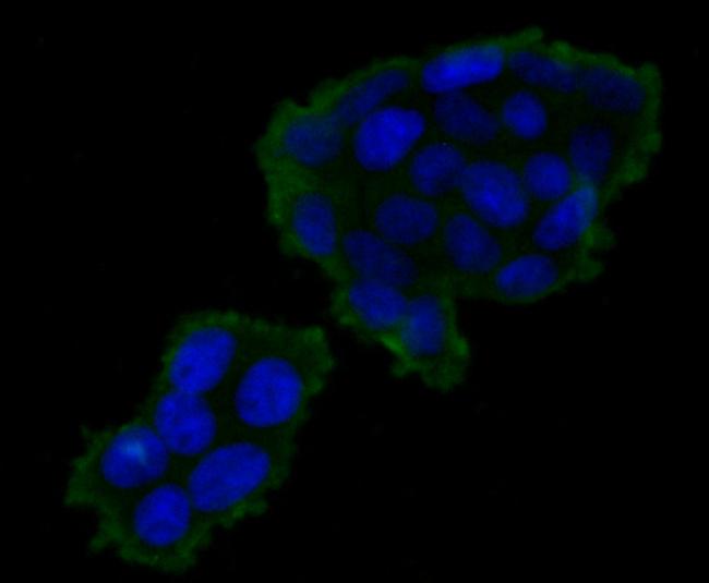 TIM-3 Antibody in Immunocytochemistry (ICC/IF)