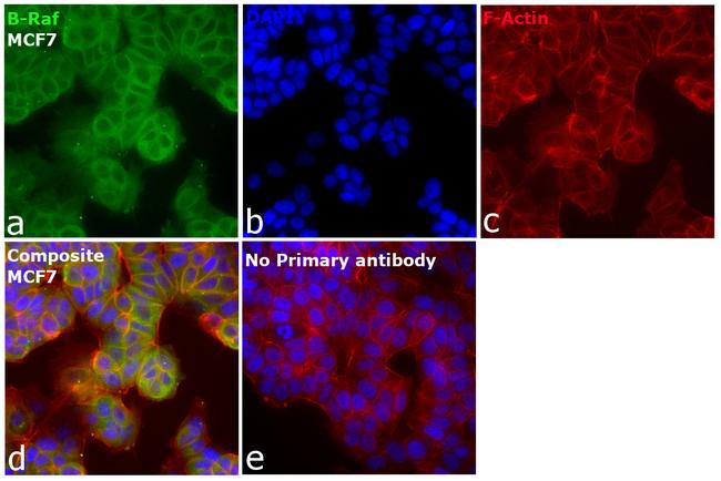 B-Raf Antibody in Immunocytochemistry (ICC/IF)