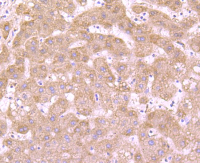 DOPA Decarboxylase Antibody in Immunohistochemistry (Paraffin) (IHC (P))