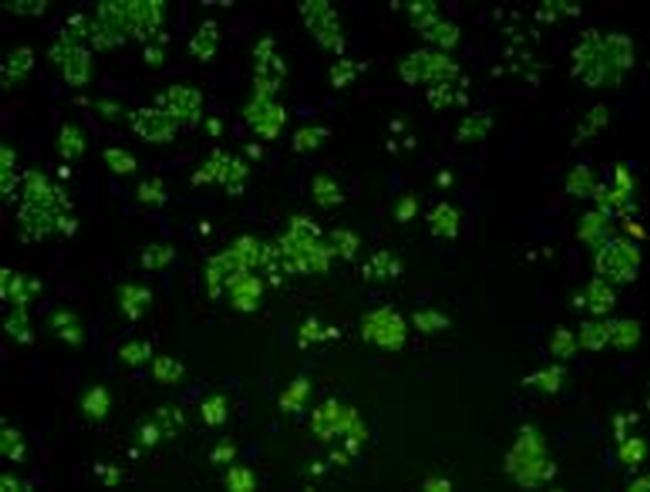 Cyclin E2 Antibody in Immunocytochemistry (ICC/IF)