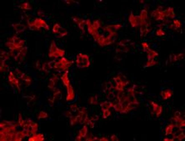 CD304 (Neuropilin-1) Antibody in Immunocytochemistry (ICC/IF)