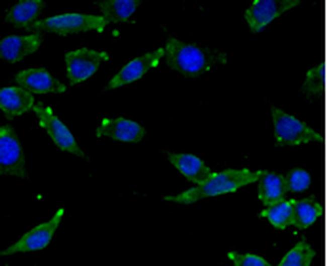 C9orf126 Antibody in Immunocytochemistry (ICC/IF)