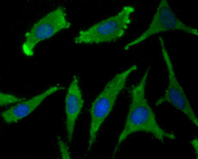 WSCD2 Antibody in Immunocytochemistry (ICC/IF)