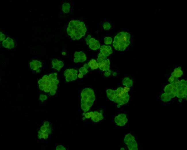 NXPE3 Antibody in Immunocytochemistry (ICC/IF)