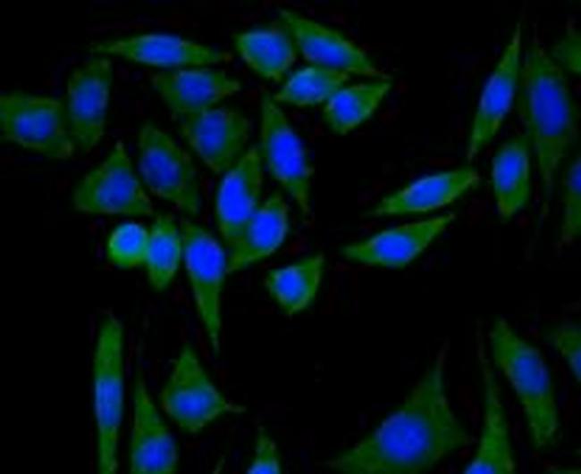 PI3K p85 alpha Antibody in Immunocytochemistry (ICC/IF)