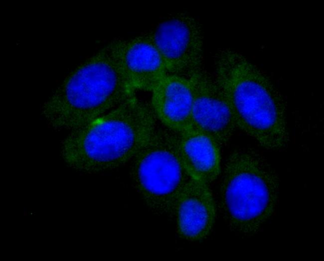 Haptoglobin Antibody in Immunocytochemistry (ICC/IF)